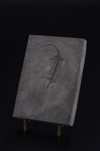 Impressionante lastra con Keichosauro del periodo Triassico  - Asta Antiquariato - Associazione Nazionale - Case d'Asta italiane