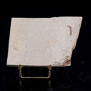 Due dettagliate lastre con pesci fossili  - Asta Antiquariato - Associazione Nazionale - Case d'Asta italiane