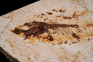 Due dettagliate lastre con pesci fossili  - Asta Antiquariato - Associazione Nazionale - Case d'Asta italiane