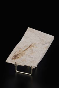 Due dettagliate lastre con pesci fossili  - Asta Antiquariato - Associazione Nazionale - Case d'Asta italiane