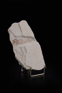 Due dettagliate lastre con pesci fossili  - Asta Antiquariato - Associazione Nazionale - Case d'Asta italiane