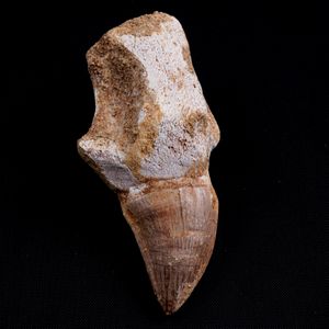 Tre imponenti denti di Mosasauro sp. con radici complete. Un dente grande di Mosasauro Hoffmanii (cretacico 145-66 milioni di anni), un dente grande di Prognathodon Anceps e un dente piccolo di Platecarpus Ptychodon<BR>Cretacico superiore (66 Milioni di anni ca.)  - Asta Antiquariato - Associazione Nazionale - Case d'Asta italiane