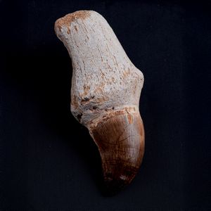 Tre imponenti denti di Mosasauro sp. con radici complete. Un dente grande di Mosasauro Hoffmanii (cretacico 145-66 milioni di anni), un dente grande di Prognathodon Anceps e un dente piccolo di Platecarpus Ptychodon<BR>Cretacico superiore (66 Milioni di anni ca.)  - Asta Antiquariato - Associazione Nazionale - Case d'Asta italiane