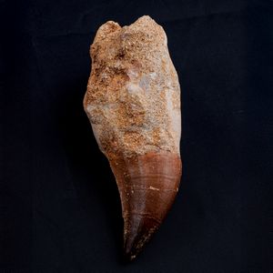 Tre imponenti denti di Mosasauro sp. con radici complete. Un dente grande di Mosasauro Hoffmanii (cretacico 145-66 milioni di anni), un dente grande di Prognathodon Anceps e un dente piccolo di Platecarpus Ptychodon<BR>Cretacico superiore (66 Milioni di anni ca.)  - Asta Antiquariato - Associazione Nazionale - Case d'Asta italiane