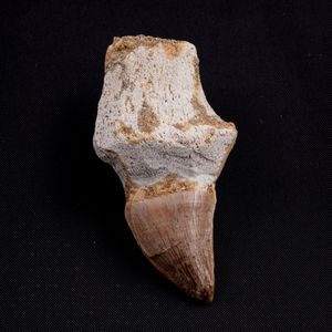 Tre imponenti denti di Mosasauro sp. con radici complete. Un dente grande di Mosasauro Hoffmanii (cretacico 145-66 milioni di anni), un dente grande di Prognathodon Anceps e un dente piccolo di Platecarpus Ptychodon<BR>Cretacico superiore (66 Milioni di anni ca.)  - Asta Antiquariato - Associazione Nazionale - Case d'Asta italiane