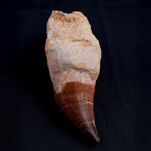 Tre imponenti denti di Mosasauro sp. con radici complete. Un dente grande di Mosasauro Hoffmanii (cretacico 145-66 milioni di anni), un dente grande di Prognathodon Anceps e un dente piccolo di Platecarpus Ptychodon<BR>Cretacico superiore (66 Milioni di anni ca.)  - Asta Antiquariato - Associazione Nazionale - Case d'Asta italiane