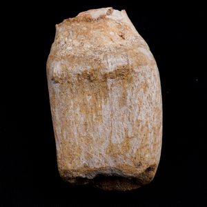 Mosasauro sp. Pezzi fossili. <BR>Due denti senza radica, una rdice di dente, una vertebra. <BR>(cretacico 145-66 milioni di anni)<BR>  - Asta Antiquariato - Associazione Nazionale - Case d'Asta italiane