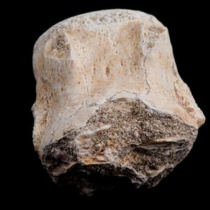 Mosasauro sp. Pezzi fossili. <BR>Due denti senza radica, una rdice di dente, una vertebra. <BR>(cretacico 145-66 milioni di anni)<BR>  - Asta Antiquariato - Associazione Nazionale - Case d'Asta italiane