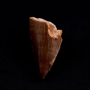 Mosasauro sp. Pezzi fossili. <BR>Due denti senza radica, una rdice di dente, una vertebra. <BR>(cretacico 145-66 milioni di anni)<BR>  - Asta Antiquariato - Associazione Nazionale - Case d'Asta italiane