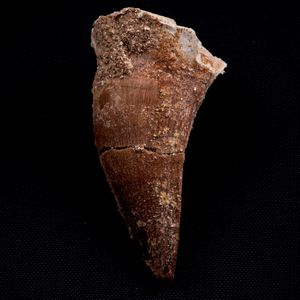 Mosasauro sp. Pezzi fossili. <BR>Due denti senza radica, una rdice di dente, una vertebra. <BR>(cretacico 145-66 milioni di anni)<BR>  - Asta Antiquariato - Associazione Nazionale - Case d'Asta italiane