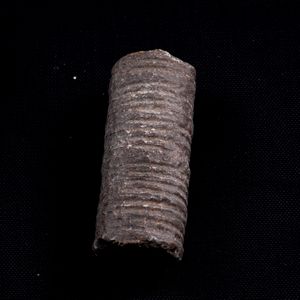 Mosasauro sp. Pezzi fossili. <BR>Due denti senza radica, una rdice di dente, una vertebra. <BR>(cretacico 145-66 milioni di anni)<BR>  - Asta Antiquariato - Associazione Nazionale - Case d'Asta italiane