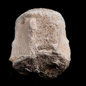 Mosasauro sp. Pezzi fossili. <BR>Due denti senza radica, una rdice di dente, una vertebra. <BR>(cretacico 145-66 milioni di anni)<BR>  - Asta Antiquariato - Associazione Nazionale - Case d'Asta italiane