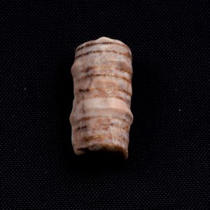 Mosasauro sp. Pezzi fossili. <BR>Due denti senza radica, una rdice di dente, una vertebra. <BR>(cretacico 145-66 milioni di anni)<BR>  - Asta Antiquariato - Associazione Nazionale - Case d'Asta italiane