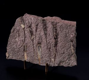 Rarissima lastra con Crinoidi fossili del periodo Cambriano  - Asta Antiquariato - Associazione Nazionale - Case d'Asta italiane