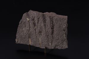 Rarissima lastra con Crinoidi fossili del periodo Cambriano  - Asta Antiquariato - Associazione Nazionale - Case d'Asta italiane