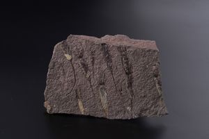 Rarissima lastra con Crinoidi fossili del periodo Cambriano  - Asta Antiquariato - Associazione Nazionale - Case d'Asta italiane