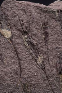 Rarissima lastra con Crinoidi fossili del periodo Cambriano  - Asta Antiquariato - Associazione Nazionale - Case d'Asta italiane