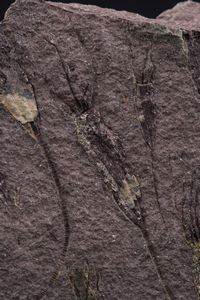 Rarissima lastra con Crinoidi fossili del periodo Cambriano  - Asta Antiquariato - Associazione Nazionale - Case d'Asta italiane