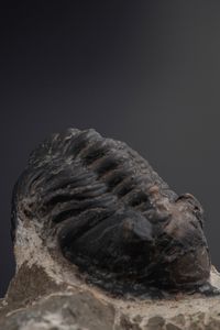 Due trilobiti. Uno della specie MOROCCONITES MALLADOIDES e uno della specie MOROCOPS OVATUS<BR>DevonianO (419.2 - 358.9 milioni di anni)  - Asta Antiquariato - Associazione Nazionale - Case d'Asta italiane