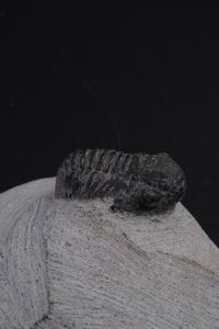 Due trilobiti. Uno della specie MOROCCONITES MALLADOIDES e uno della specie MOROCOPS OVATUS<BR>DevonianO (419.2 - 358.9 milioni di anni)  - Asta Antiquariato - Associazione Nazionale - Case d'Asta italiane