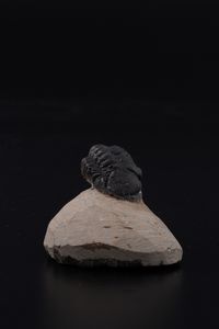 Raro Trilobite (Morocops Ovatus)<BR>Devoniano - Eifeliano (394 milioni di anni ca.)  - Asta Antiquariato - Associazione Nazionale - Case d'Asta italiane