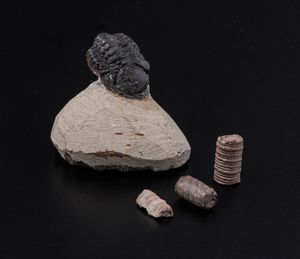 Raro Trilobite (Morocops Ovatus)<BR>Devoniano - Eifeliano (394 milioni di anni ca.)  - Asta Antiquariato - Associazione Nazionale - Case d'Asta italiane
