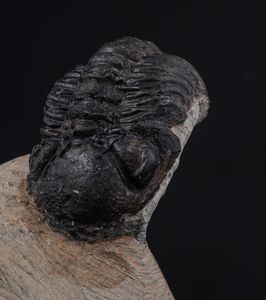 Raro Trilobite (Morocops Ovatus)<BR>Devoniano - Eifeliano (394 milioni di anni ca.)  - Asta Antiquariato - Associazione Nazionale - Case d'Asta italiane