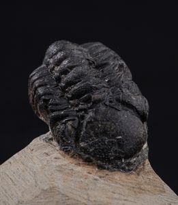 Raro Trilobite (Morocops Ovatus)<BR>Devoniano - Eifeliano (394 milioni di anni ca.)  - Asta Antiquariato - Associazione Nazionale - Case d'Asta italiane
