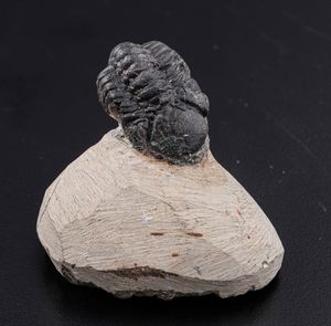 Raro Trilobite (Morocops Ovatus)<BR>Devoniano - Eifeliano (394 milioni di anni ca.)  - Asta Antiquariato - Associazione Nazionale - Case d'Asta italiane