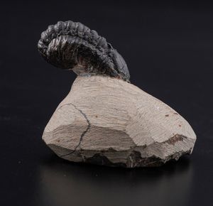 Raro Trilobite (Morocops Ovatus)<BR>Devoniano - Eifeliano (394 milioni di anni ca.)  - Asta Antiquariato - Associazione Nazionale - Case d'Asta italiane