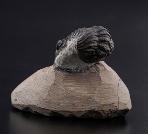 Raro Trilobite (Morocops Ovatus)<BR>Devoniano - Eifeliano (394 milioni di anni ca.)  - Asta Antiquariato - Associazione Nazionale - Case d'Asta italiane