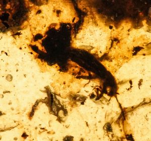 Tre pezzi di ambra Birmana (Myanmar), due con inclusioni di Nematocera (moscerino) e uno con inclusioni di Coleoptera (coleottero)  - Asta Antiquariato - Associazione Nazionale - Case d'Asta italiane