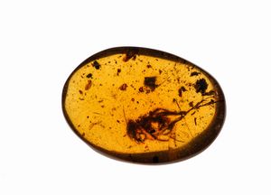 Ambra Birmana (Myanmar), con inclusioni di Fulgoroidea (insetti dell'ordine dei Rincoti Omotteri) e altri piccoli organismi  - Asta Antiquariato - Associazione Nazionale - Case d'Asta italiane