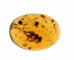 Ambra Birmana (Myanmar), con inclusioni di Fulgoroidea (insetti dell'ordine dei Rincoti Omotteri) e altri piccoli organismi  - Asta Antiquariato - Associazione Nazionale - Case d'Asta italiane