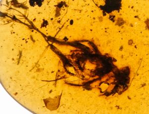 Ambra Birmana (Myanmar), con inclusioni di Fulgoroidea (insetti dell'ordine dei Rincoti Omotteri) e altri piccoli organismi  - Asta Antiquariato - Associazione Nazionale - Case d'Asta italiane