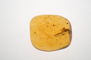 Ambra baltica Lithuania (?) con inclusione Araneae - Araneida (Ragno)  - Asta Antiquariato - Associazione Nazionale - Case d'Asta italiane