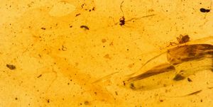 Ambra baltica Lithuania (?) con inclusione Araneae - Araneida (Ragno)  - Asta Antiquariato - Associazione Nazionale - Case d'Asta italiane