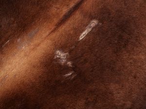 Pelle di mucca  - Asta La casa moderna - Associazione Nazionale - Case d'Asta italiane