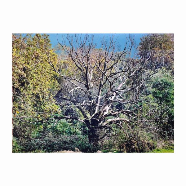 Abbas Gharib  - Asta Opere del XX Secolo Web Only - Associazione Nazionale - Case d'Asta italiane