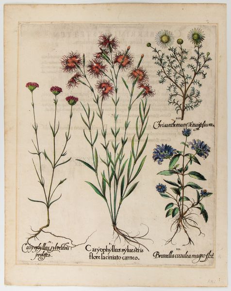 BASILIUS BESLER : Caryophyllus sylvestris flore laciniato carneo  - Asta Stampe e Disegni dal XVI al XX secolo - Associazione Nazionale - Case d'Asta italiane