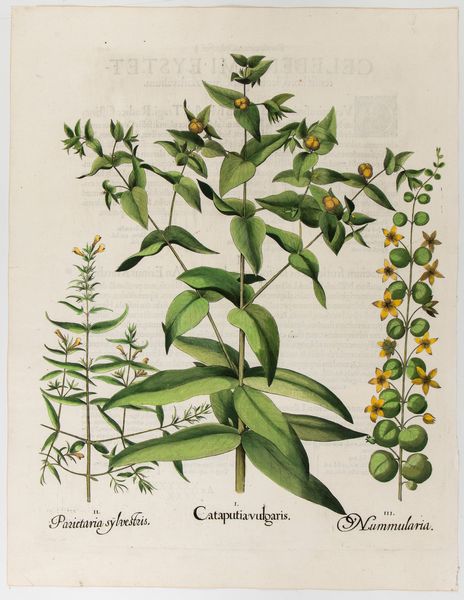 BASILIUS BESLER : Cataputia vulgaris  - Asta Stampe e Disegni dal XVI al XX secolo - Associazione Nazionale - Case d'Asta italiane