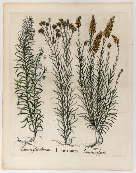 BASILIUS BESLER : Linaria aurea  - Asta Stampe e Disegni dal XVI al XX secolo - Associazione Nazionale - Case d'Asta italiane