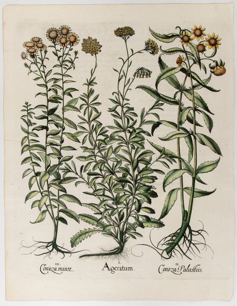 BASILIUS BESLER : Ageratum  - Asta Stampe e Disegni dal XVI al XX secolo - Associazione Nazionale - Case d'Asta italiane