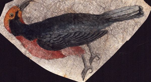 Sei fogli con studi di diversi uccelli  - Asta Stampe e Disegni dal XVI al XX secolo - Associazione Nazionale - Case d'Asta italiane