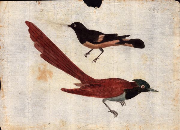 Sei fogli con studi di diversi uccelli  - Asta Stampe e Disegni dal XVI al XX secolo - Associazione Nazionale - Case d'Asta italiane