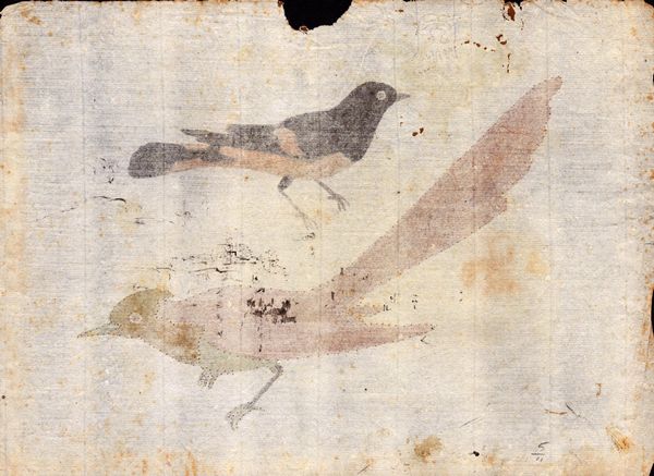 Sei fogli con studi di diversi uccelli  - Asta Stampe e Disegni dal XVI al XX secolo - Associazione Nazionale - Case d'Asta italiane