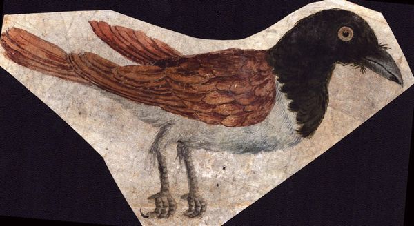 Sei fogli con studi di diversi uccelli  - Asta Stampe e Disegni dal XVI al XX secolo - Associazione Nazionale - Case d'Asta italiane