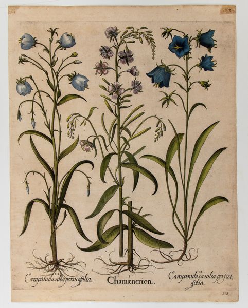 BASILIUS BESLER : Chamaenerion  - Asta Stampe e Disegni dal XVI al XX secolo - Associazione Nazionale - Case d'Asta italiane