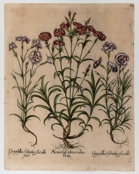 BASILIUS BESLER : Amerius pleno rubro flore  - Asta Stampe e Disegni dal XVI al XX secolo - Associazione Nazionale - Case d'Asta italiane