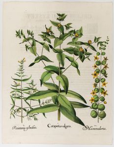 BASILIUS BESLER - Cataputia vulgaris